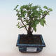 Indoor bonsai - Sagerécie thea - Sagerécie thea PB2191802 - 1/4