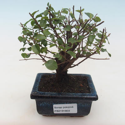 Indoor bonsai - Sagerécie thea - Sagerécie thea PB2191803 - 1