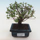 Indoor bonsai - Sagerécie thea - Sagerécie thea PB2191803 - 1/4