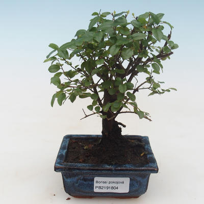 Indoor bonsai - Sagerécie thea - Sagerécie thea PB2191804 - 1