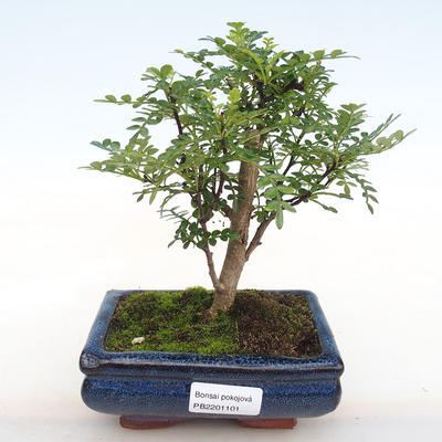 Indoor bonsai - Zantoxylum piperitum - Pepper PB2201101 - 1