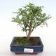 Indoor bonsai - Zantoxylum piperitum - Pepper PB2201101 - 1/4