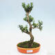 Room bonsai - Buxus harlandii - cork buxus - 1/6