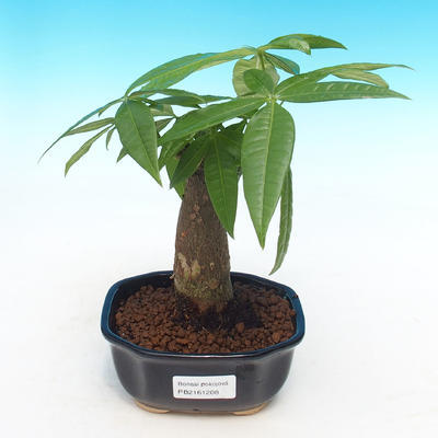 Room bonsai - Pachira water