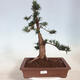 Outdoor bonsai - Taxus cuspidata - Japanese yew - 1/6