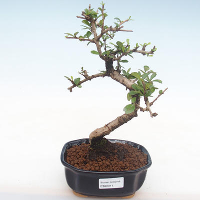 Indoor bonsai - Carmona macrophylla - Tea fuki PB2211 - 1