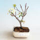 Outdoor bonsai - Malus sargentii - Small-fruited apple tree - 1/4