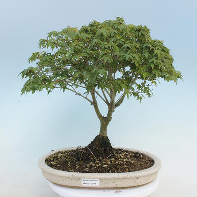 Acer palmatum KIOHIME - Palm Maple - 1