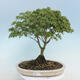 Acer palmatum KIOHIME - Palm Maple - 1/5