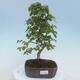 Outdoor bonsai - Carpinus CARPINOIDES - Korean Hornbeam - 1/4