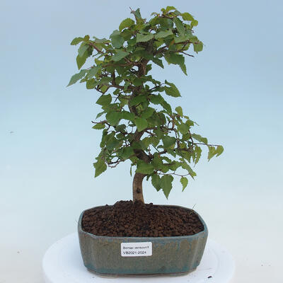 Outdoor bonsai - Carpinus CARPINOIDES - Korean Hornbeam - 1