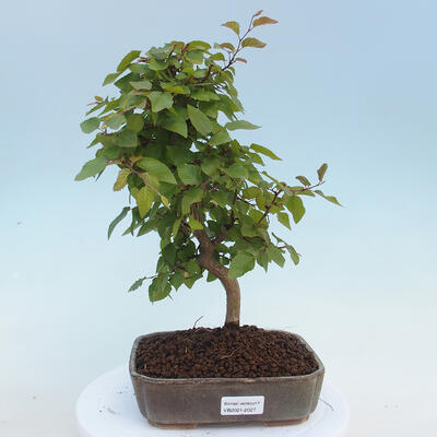 Outdoor bonsai - Carpinus CARPINOIDES - Korean Hornbeam - 1
