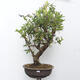 Outdoor bonsai - Canadian blueberry - Vaccinium corymbosum - 1/5