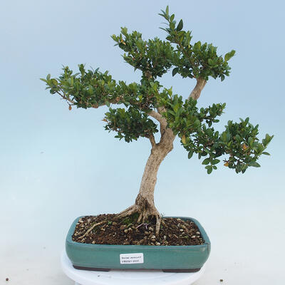 Outdoor bonsai - Buxus microphylla - boxwood - 1