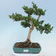 Outdoor bonsai - Buxus microphylla - boxwood - 1/5