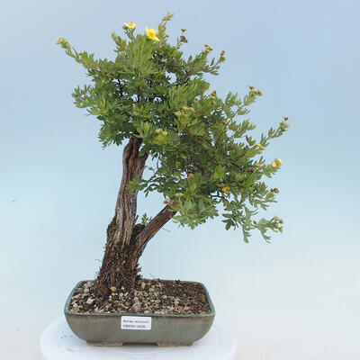 Outdoor bonsai-Cinquefoil - Potentila fruticosa yellow - 1