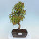 Outdoor bonsai - Buergerianum Maple - Burger Maple - 1/4