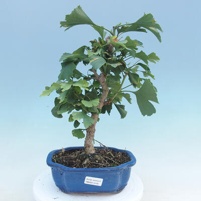 Outdoor bonsai - Ginkgo biloba