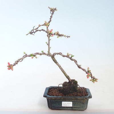 Outdoor bonsai - Chaenomeles spec. Rubra - Quince VB2020-141 - 1