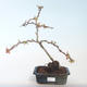 Outdoor bonsai - Chaenomeles spec. Rubra - Quince VB2020-141 - 1/3