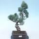 Pinus parviflora - Small-flowered Pine VB2020-135 - 1/3