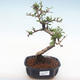 Indoor bonsai - Carmona macrophylla - Tea fuki PB2211 - 1/5