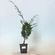 Indoor bonsai - Zantoxylum piperitum - Pepper tree - 1/4