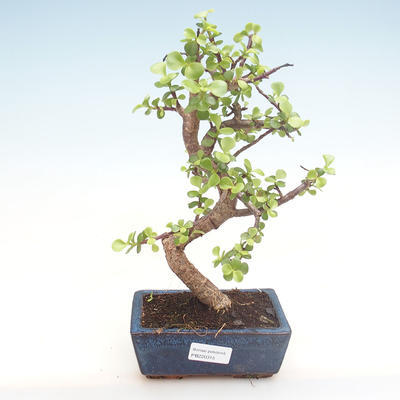 Indoor bonsai - Portulakaria Afra - Thicket PB220315 - 1