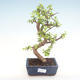 Indoor bonsai - Portulakaria Afra - Thicket PB220315 - 1/2