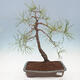 Outdoor bonsai - Pinus sylvestris - Scots pine - 1/4