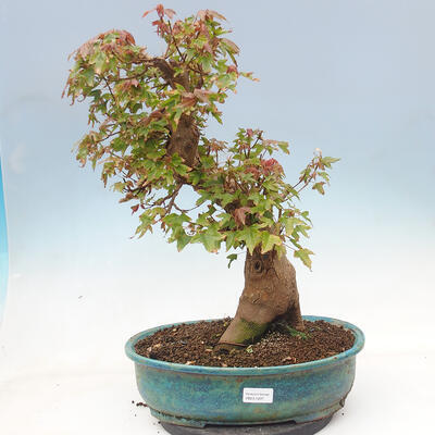 Outdoor bonsai - Maple Buergerianum - Burger Maple - 1