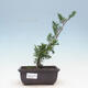 Outdoor bonsai - Juniperus chinensis Itoigawa-Chinese juniper - 1/4