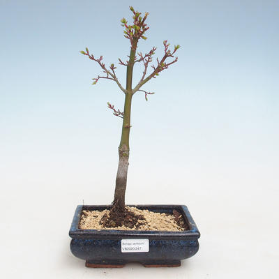 Outdoor bonsai - Acer palmatum SHISHIGASHIRA- Small maple VB2020-247 - 1