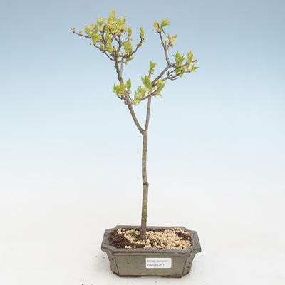 Outdoor bonsai - Acer ginala - Fire maple VB2020-251
