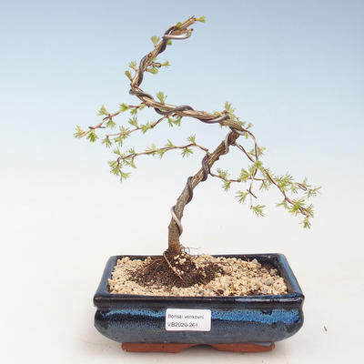 Outdoor bonsai -Larix decidua - European larch VB2020-261