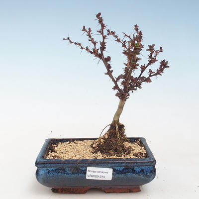 Outdoor bonsai - Berberis thunbergii Atropurpureum - Barberry VB2020-274 - 1