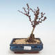 Outdoor bonsai - Berberis thunbergii Atropurpureum - Barberry VB2020-274 - 1/2