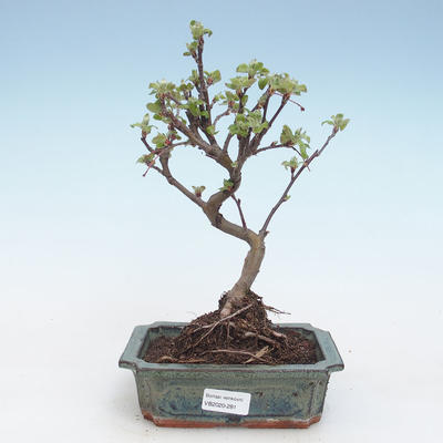 Outdoor bonsai - Malus halliana - Small apple VB2020-281 - 1