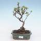 Outdoor bonsai - Malus halliana - Small apple VB2020-281 - 1/4