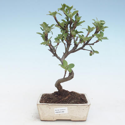 Outdoor bonsai - Malus halliana - Small Apple VB2020-282 - 1