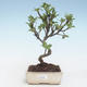 Outdoor bonsai - Malus halliana - Small Apple VB2020-282 - 1/4