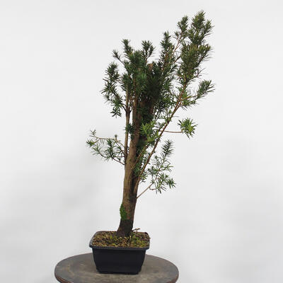 Outdoor bonsai - Taxus cuspidata - Japanese yew - 1