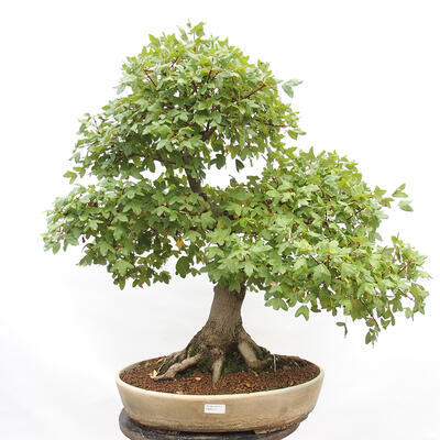 Outdoor bonsai - French Maple - Acer Nonspessulanum - 1