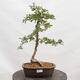 Outdoor bonsai - Hawthorn - Crataegus monogyna - 1/5