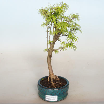 Outdoor bonsai -Pseudolarix amabis-Pamodřín - 1