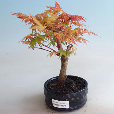 Outdoor bonsai - Acer palmatum Orange - 1