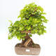 Outdoor bonsai - Morus alba - mulberry - 1/5