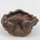 Ceramic shell 9 x 7.5 x 6 cm, color brown - 1/3