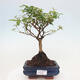 Room bonsai -Ligustrum variegata - Bird's eye - 1/4