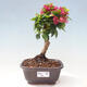 Indoor bonsai - Bouganwilea - 1/6